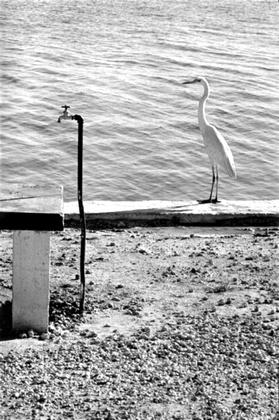 Elliott Erwitt photographe